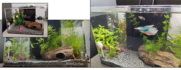 EcoQube 12 litri allestito