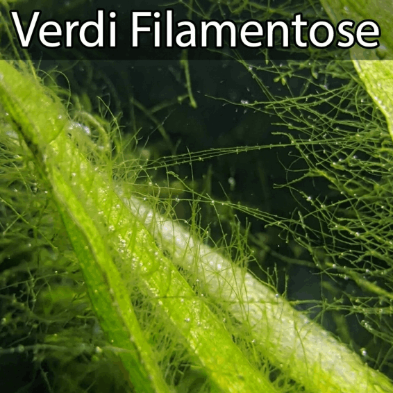 Alghe filamentose