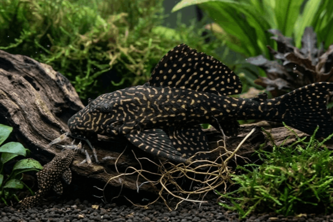 Ancistrus