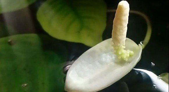 Fiore di Anubias nana