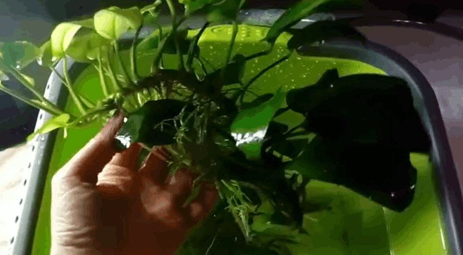 Anubias nana "Gigante"