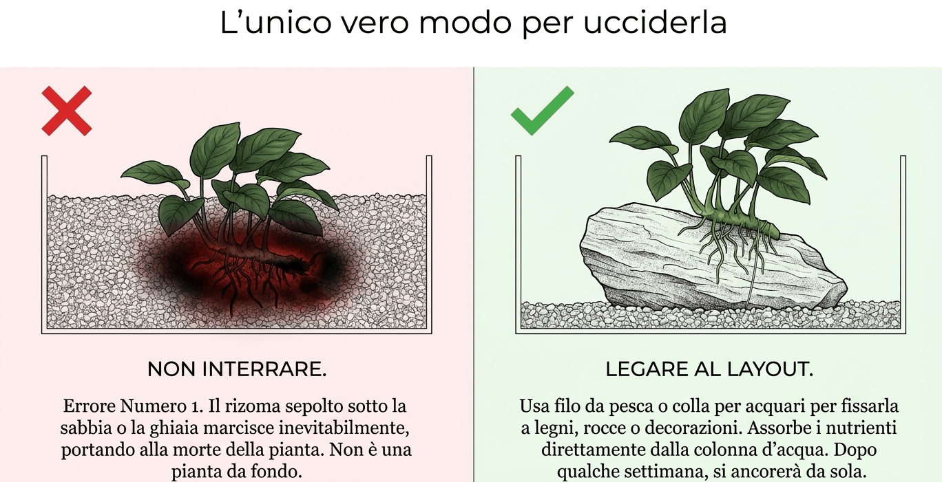 perchè l'anubias muore
