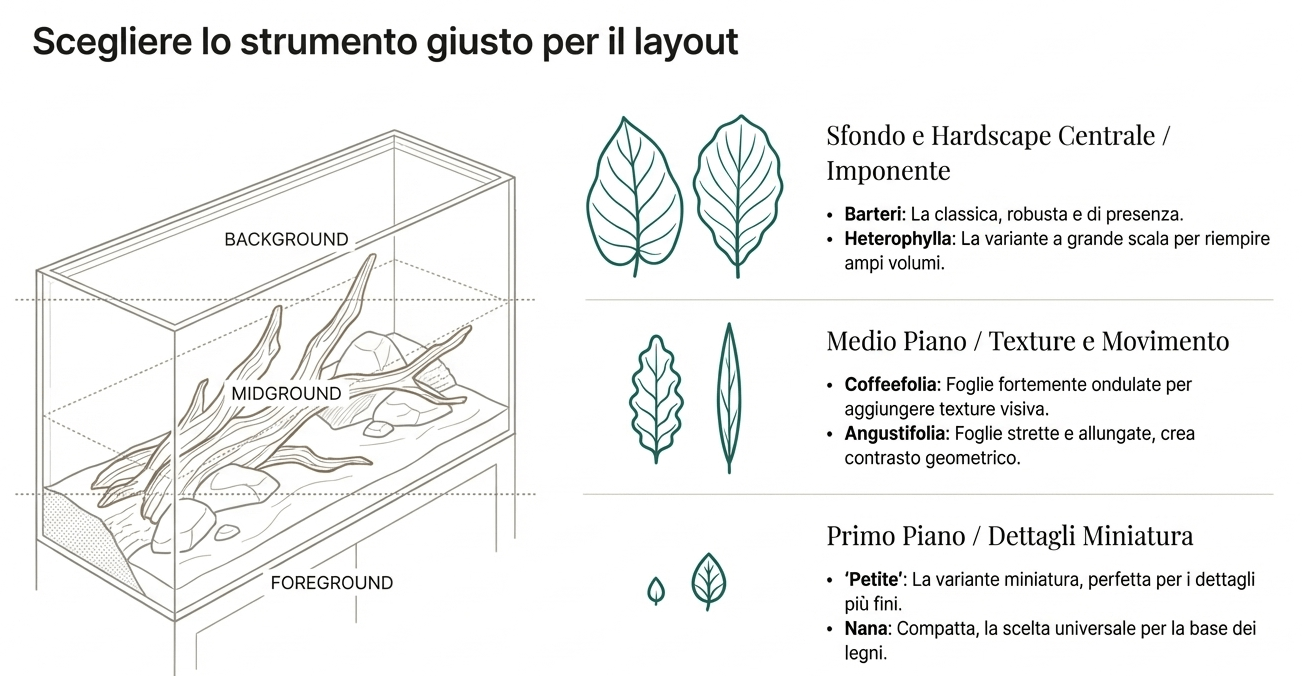 dove posizionare la pianta