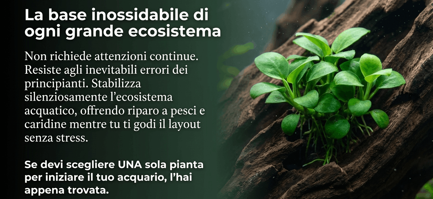 come coltivare anubias