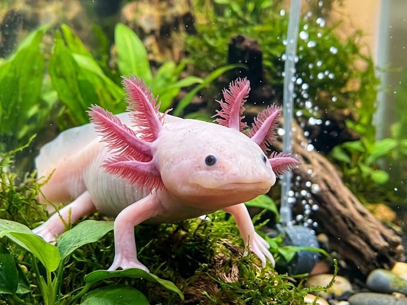 axolotl in acquario