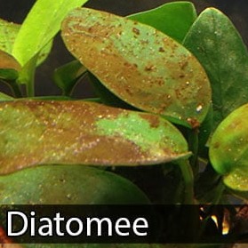piante acquario senza fondo fertile