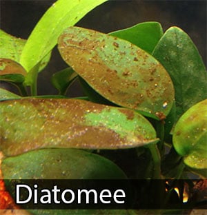 Diatomee