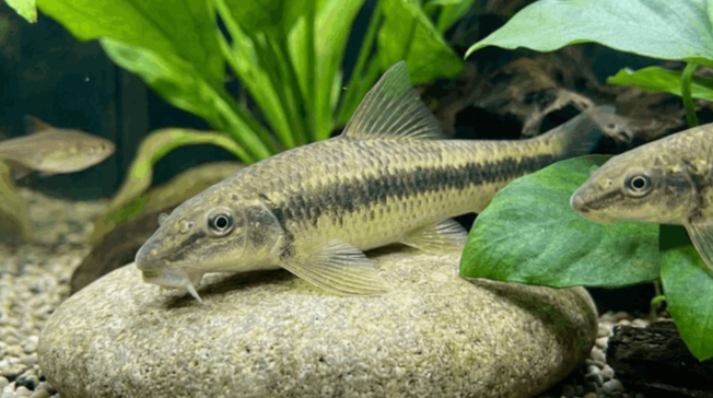 Il Gyrinocheilus aymonieri