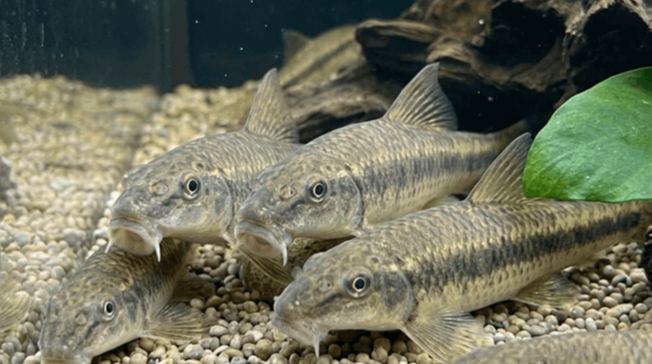 pesce mangia alghe