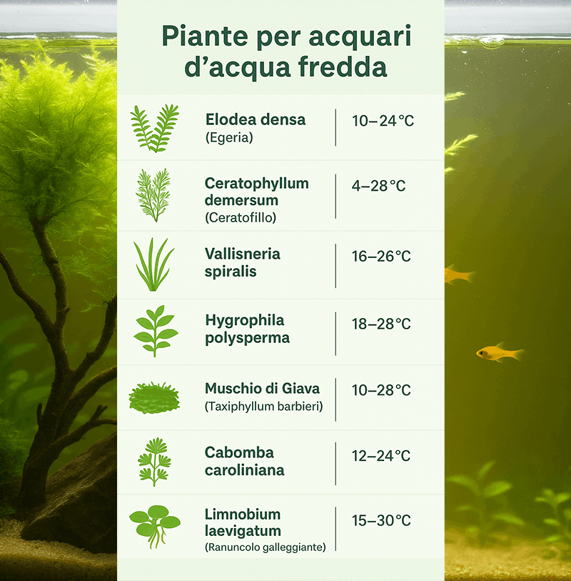 Piante d’acqua fredda: opzioni per acquari senza riscaldatore