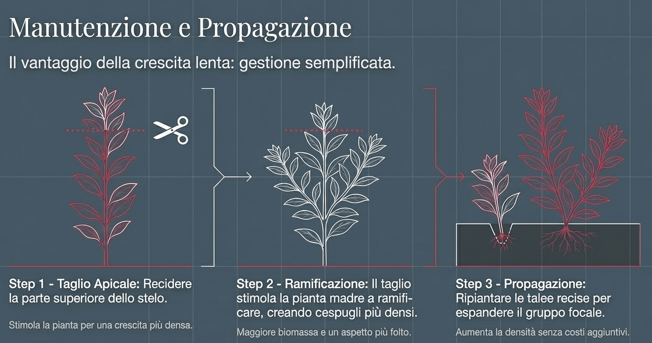 potare la ludwigia