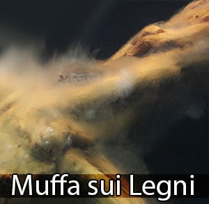 muffa legni acquario