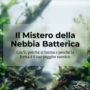 Nebbia batterica in acquario