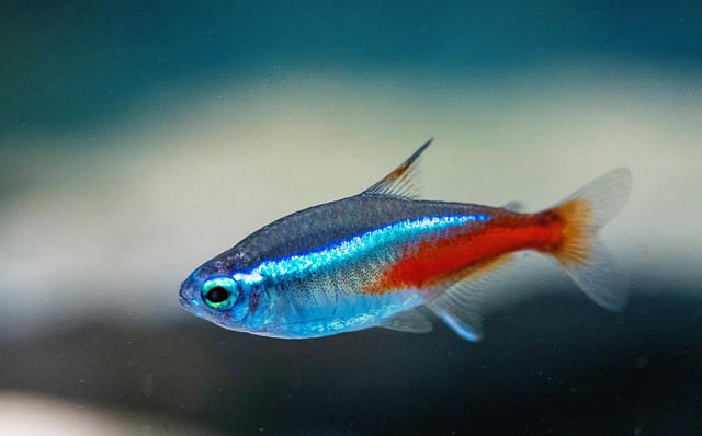 Neon in acquario