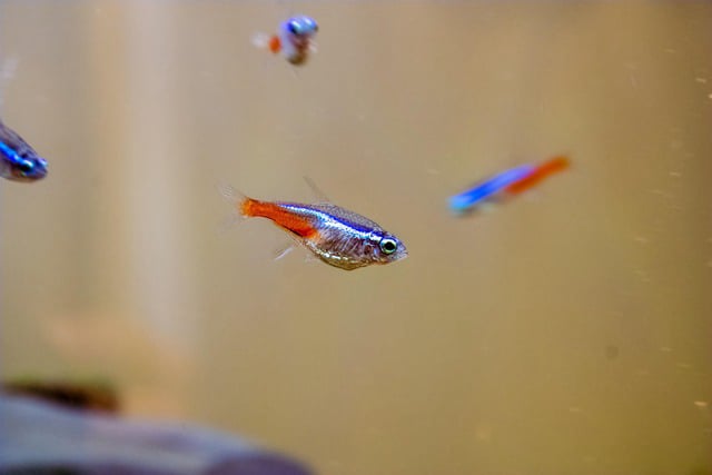 Neon in acquario
