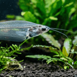 Pesce gatto vetro