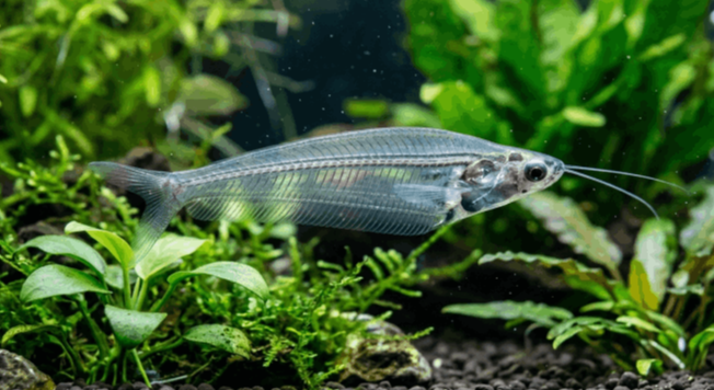 pesce gatto vetro