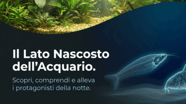 Pesci notturni acquario