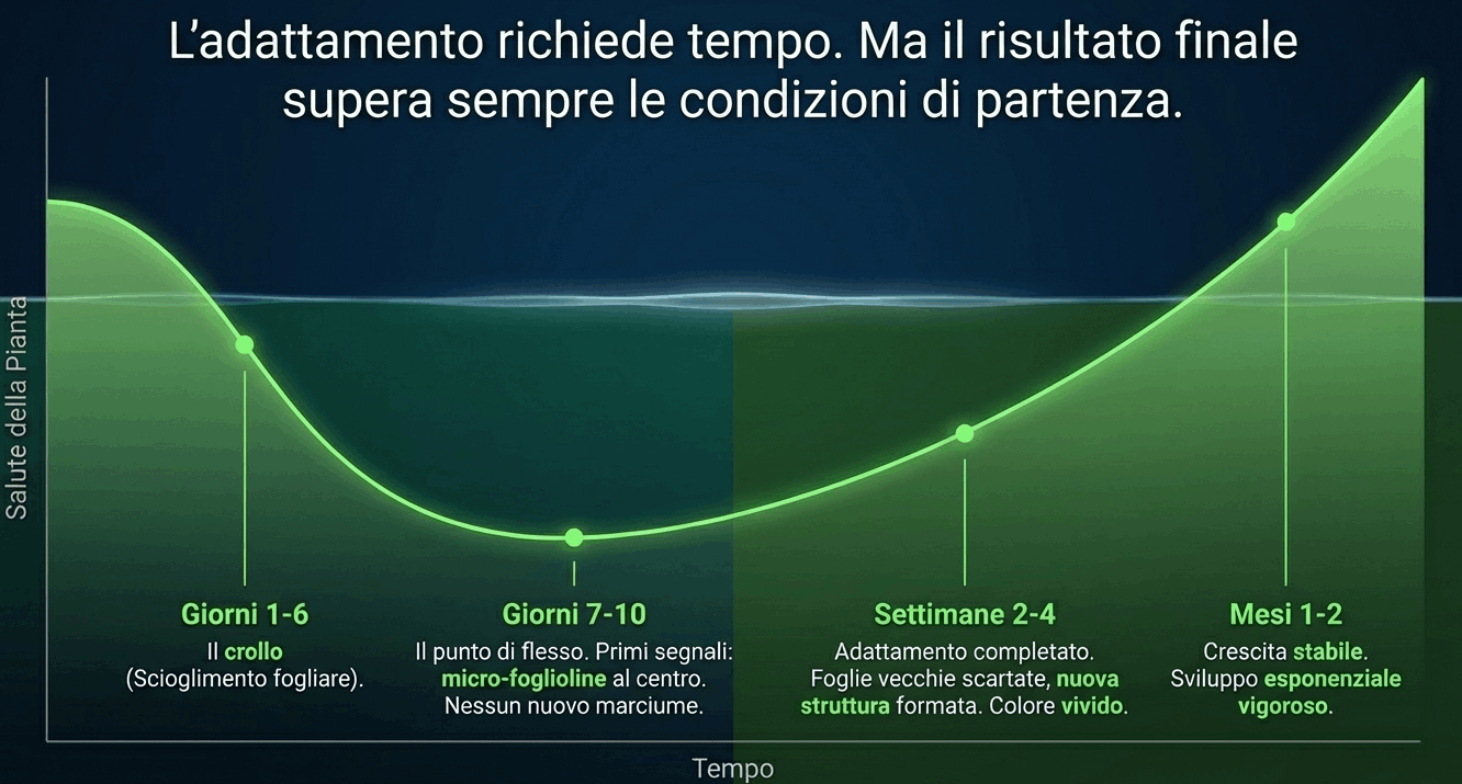 quanto tempo per adattamento