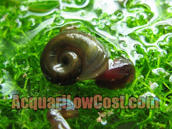 Planorbarius brown