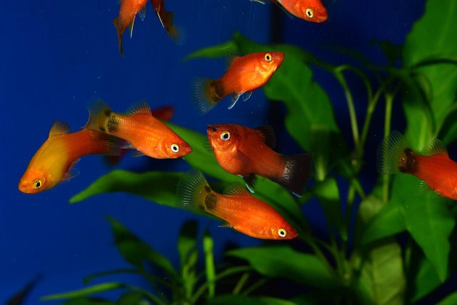 Platy in acquario
