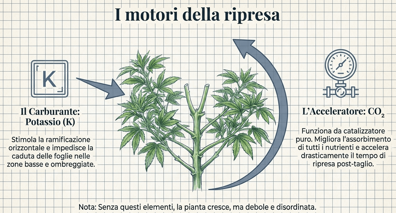 come aumentare ramificazioni piante