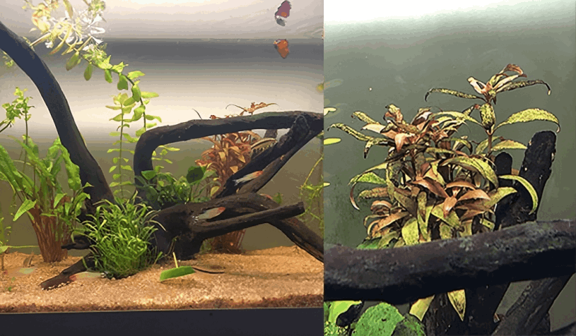 alghe nere acquario