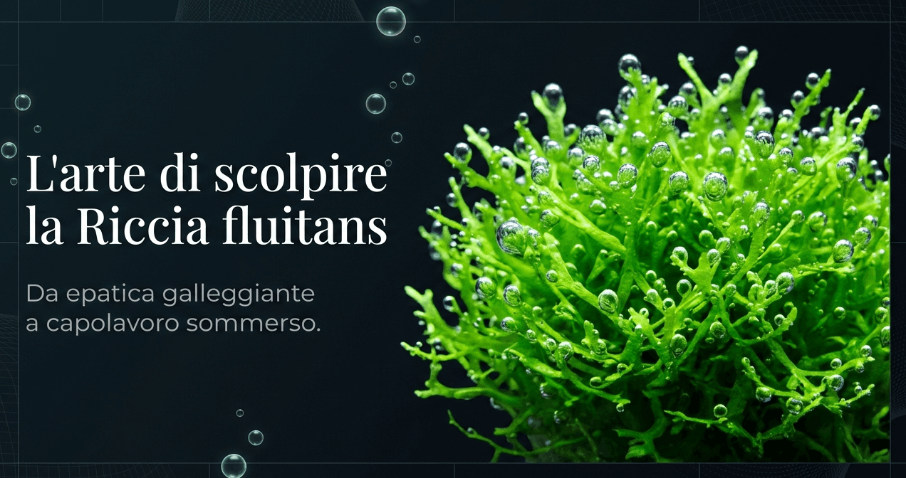 riccia fluitans