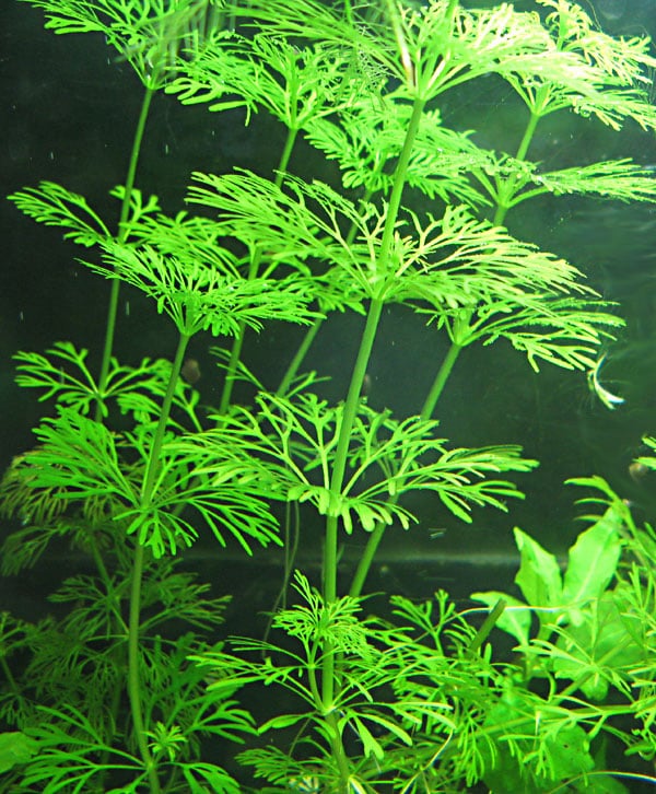 Platy in acquario