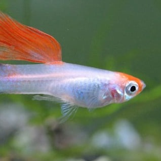 Guppy in acquario