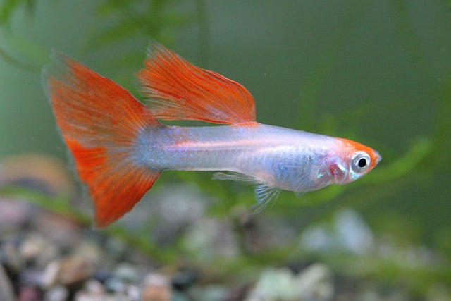 Guppy in acquario