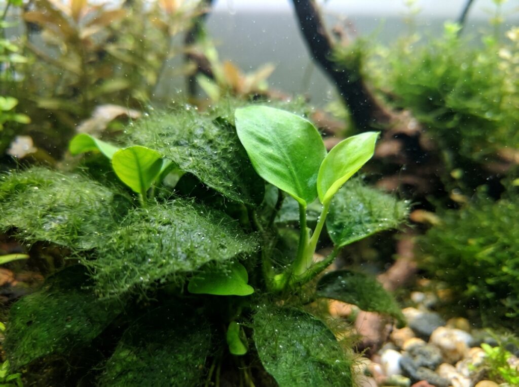 Alghe che crescono sulle foglie di una pianta acquatica sana