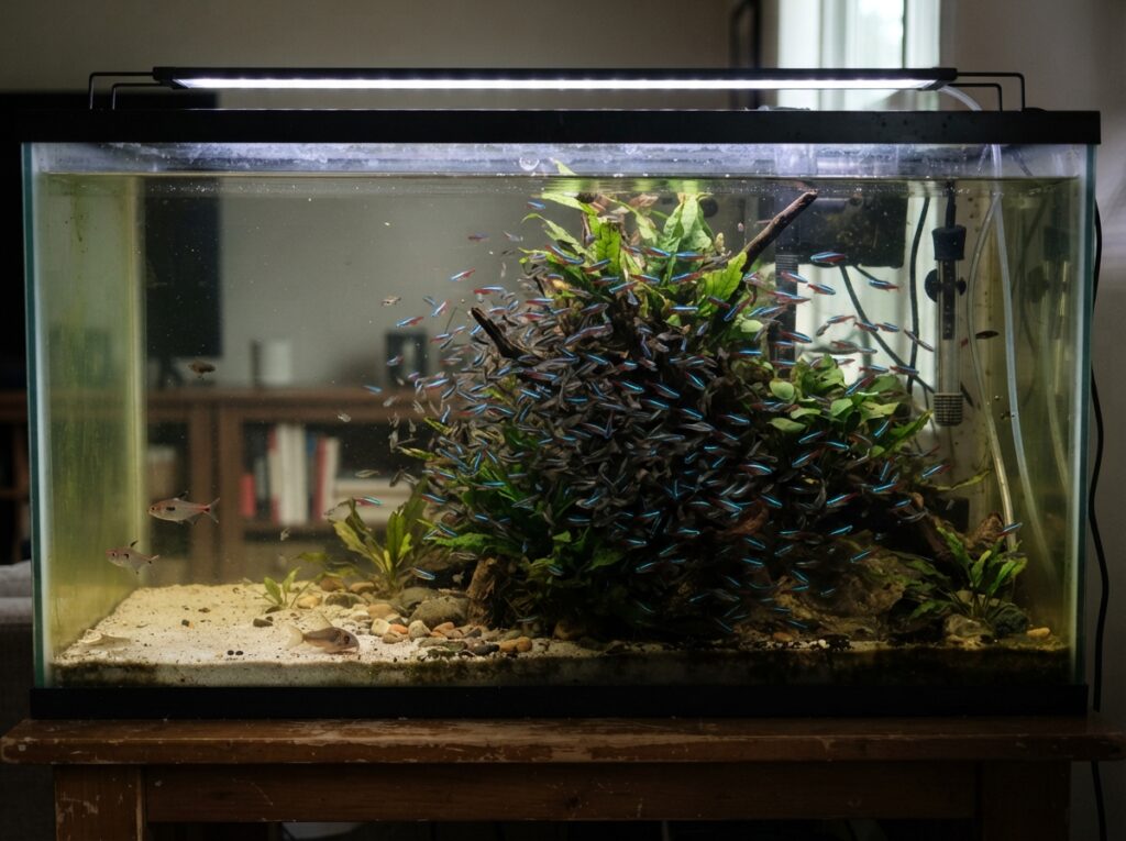 Numero di pesci e spazio disponibile in un acquario domestico