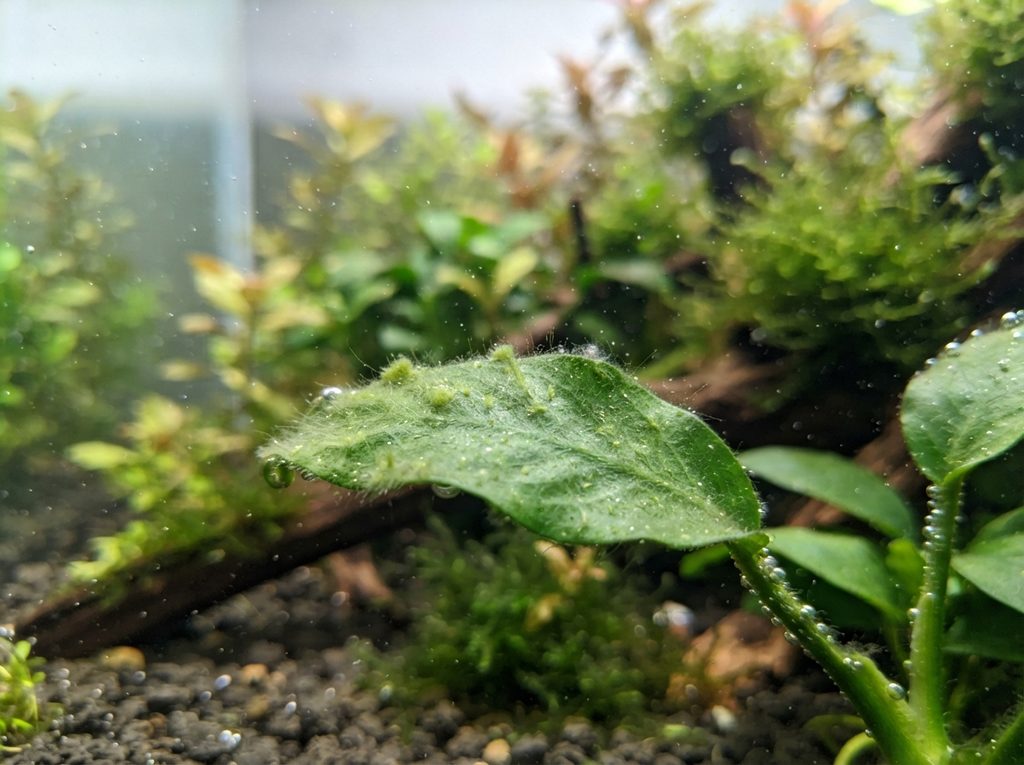 Prime alghe su una foglia in un acquario appena allestito
